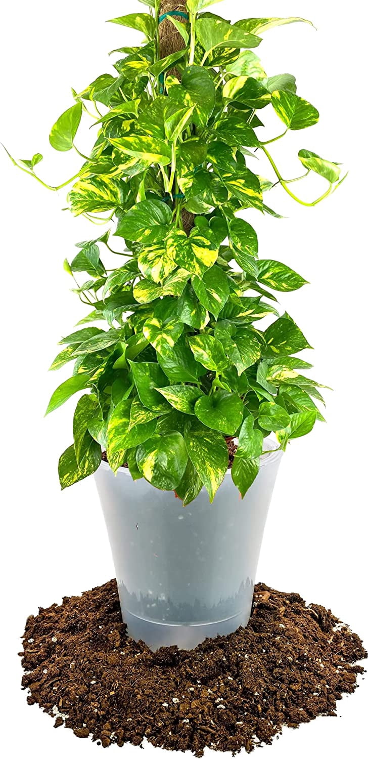 GARDENERA Air-Purifying Plant Potting Mix - 5 Quart - Potting Soil for Pothos, Parlor Palm, and Peace Lily - Made with Natural and Organic Ingredients
