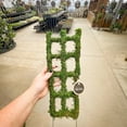 thumbnail image 2 of Syndicate Moss Trellis 18", 2 of 9