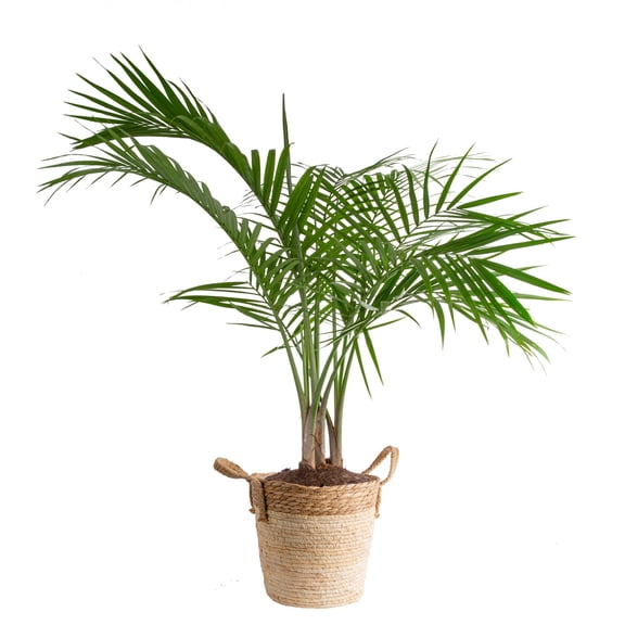Costa Farms 32" Tall Majesty Palm, Bright Indirect Sunlight, Indoor Live House Plants in 8.75" Basket