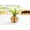 thumbnail image 3 of Beautiful Air Plant Sputnik Sea Urchin Set - Nautical Gift Beach Decor Coastal 1 1/2" Tillandsia Beach Cottage Decor (1), 3 of 6