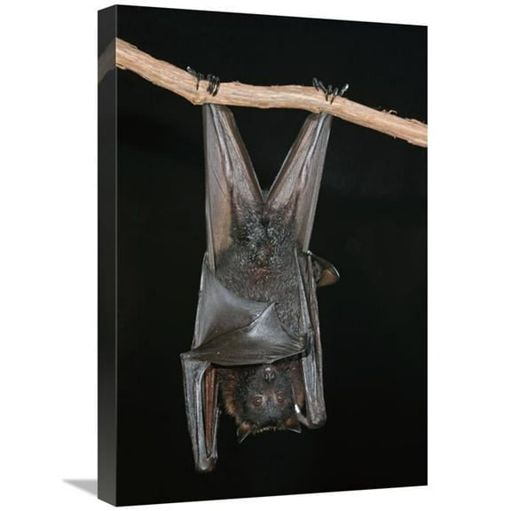 16 x 24 in. Large Flying Fox Roosting, Michigan Art Print - Steve Gettle