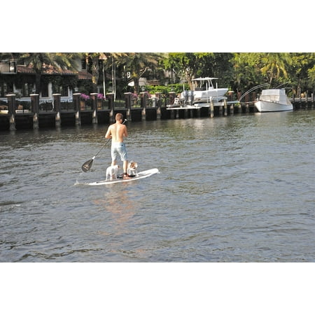 LAMINATED POSTER Water New River Dogs Fort Lauderdale Paddle Board Poster Print 24 x
