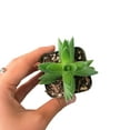thumbnail image 2 of 2" Healthy Red Pagoda Shark Tooth by Succulents Box - Low Light, 2 of 5