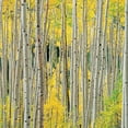 thumbnail image 6 of Aspens, Aspens, Aspens by O W Lawrence, 24" x 30", 1000 Piece Puzzle, 6 of 10
