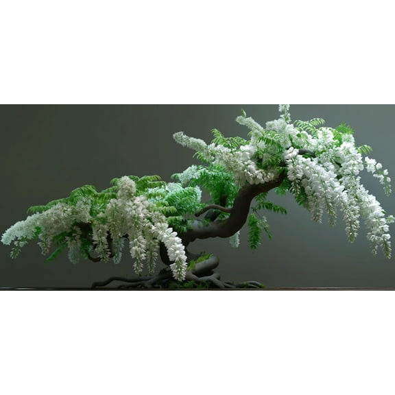 5 White Wisteria Bonsai Tree Seeds for Planting - Wisteria sinensis Alba