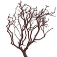 thumbnail image 2 of Vickerman Manzanita Tree Natural 24", Dried, 2 of 4