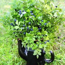 Outsidepride 2000 Northern Highbush Blueberry Plant Seeds, Blueberry Mixed Variety