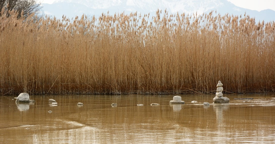 Стена из тростника. Картинки камень тростник вода. Столешница цвет тростник. Камень тростник. Изгородь декоративная натуральная тростник 3x1.