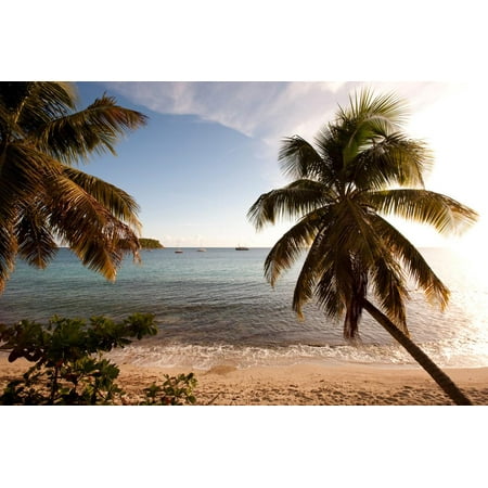 Palm Trees on Beach at Sunset, Culebra Island, Puerto Rico Print Wall