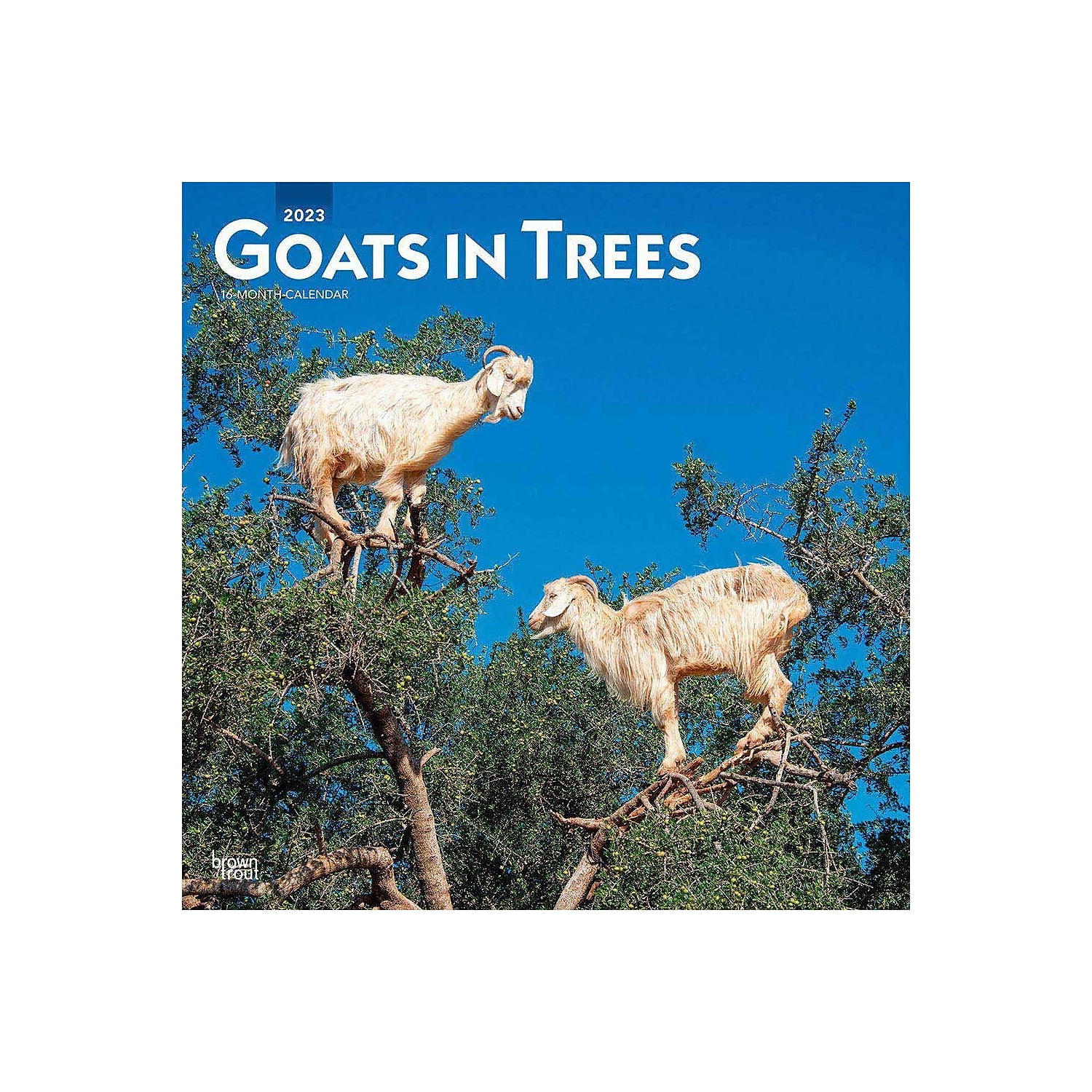 2023 BrownTrout Goats in Trees 12'' x 12'' Monthly Wall Calendar (9781975449070)