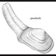 thumbnail image 3 of CafePress - Geoduck T Shirt - Men's Classic Graphic Cotton T-Shirt, 3 of 4