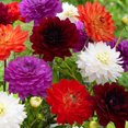 thumbnail image 1 of Flower Bulbs - Dahlia Decorative Karma Assorted (5 Bulbs), 1 of 1