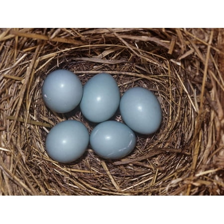 Eastern Bluebird Nest - Eastern Bluebird Nest with Five Blue Eggs, Sialia Sialis, Eastern North America Print Wall Art By Charles Melton