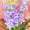E, variant on Tuberose, Low Maintenance - Easy Grow - Ideal for Beds Borders, Plant Pots & Planters
