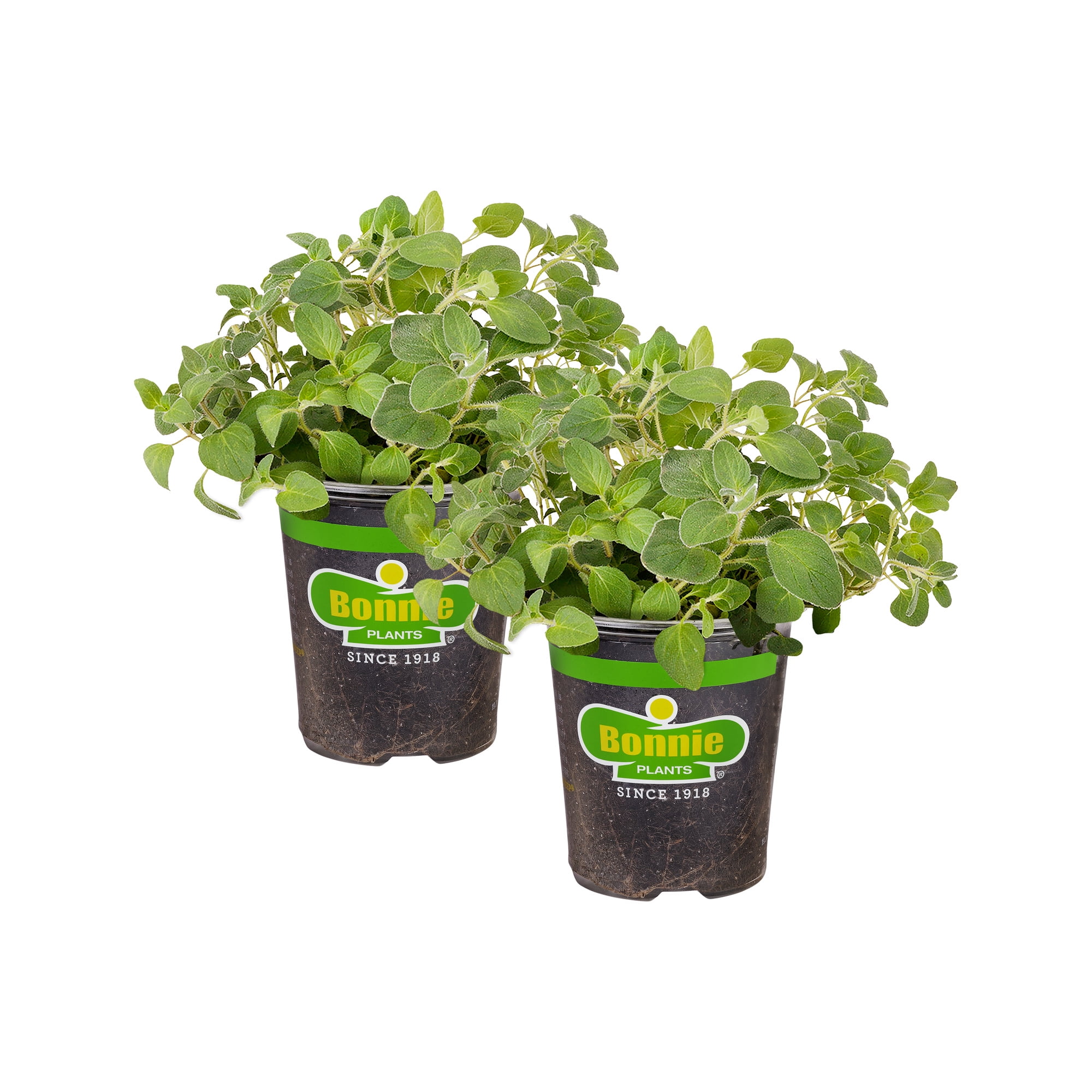 Bonnie Plants Italian Oregano 19.3 oz. 2-Pack