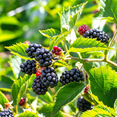 thumbnail image 6 of Set of 2 Osage Blackberry Live Plants 4-6 Inch Tall, Sweet Edible Berry Bushes for Gardens, 6 of 6