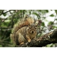 thumbnail image 2 of Terrill, Steve 24x17 Gold Ornate Wood Framed with Double Matting Museum Art Print Titled - OR, Portland Gray squirrel resting on branch, 2 of 4