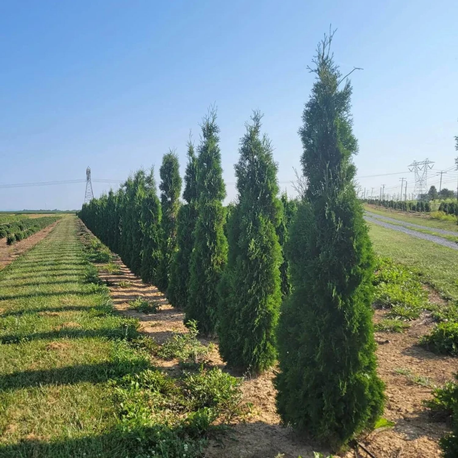 Expert Gardener 2-3 ft. tall Thuja Tall Guy Live Tree
