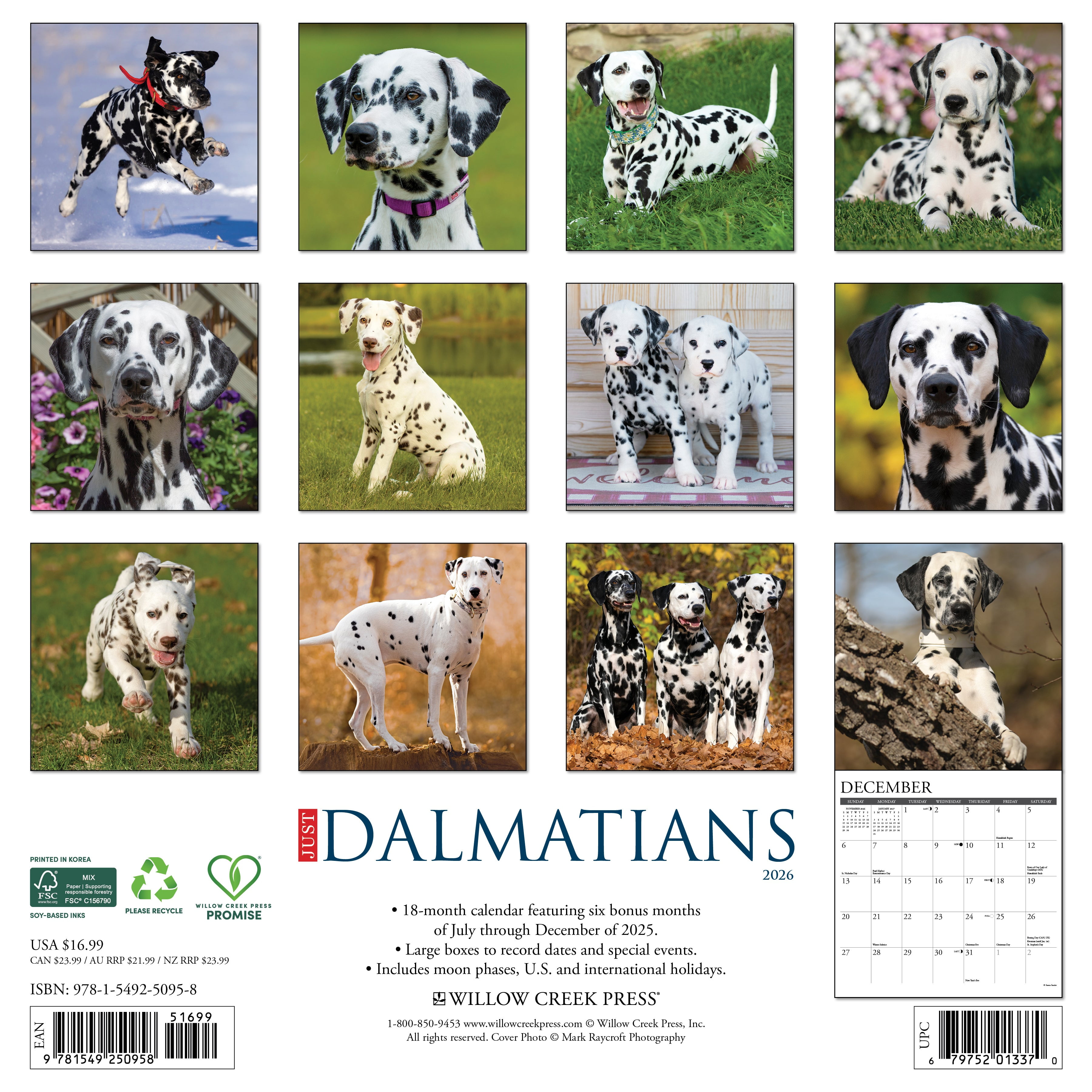 Dalmations 2026 Wall Calendar, (Paperback)