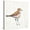 Canvas, variant on Art.com Coastal Plover III Linen Stretched Canvas Print Wall Art by Jeanette Vertentes, 24" x 24"