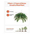 thumbnail image 4 of Artificial Boston Ferns Large 80 Branches, Indoor Outdoor Plants, Low Maintenance Fake Fern Decor, Lifelike Plastic Plants for Home Garden Porch, 4 of 7
