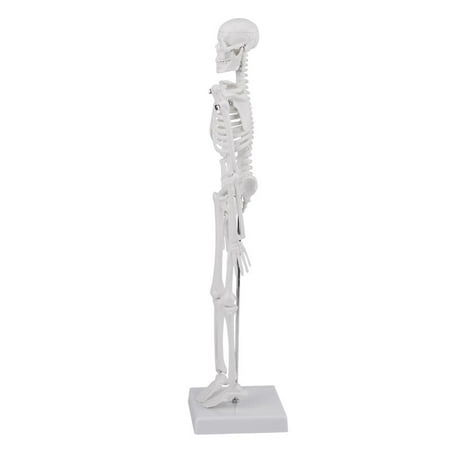 1PCS 45cm Human Skeleton Anatomical Model Medical Anatomical Teaching Tool With Base,White