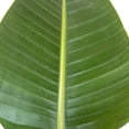 thumbnail image 3 of United Nursery Live White Bird of Paradise Plant 26-32 inches Tall in 9.25-inch Grower Pot, 3 of 8