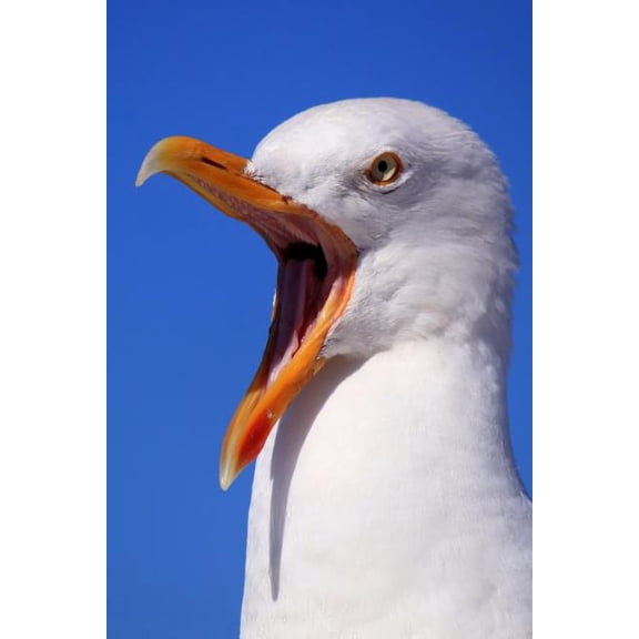 Seagull: Seagulls Learn, Remember and Even Pass on Behaviours, Such as Stamping Their Feet in a Group to Imitate Rainfall and Trick Earthworms in to Coming to the Surface. (Paperback)