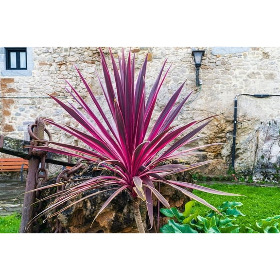 30 Red Cabbage Palm Tree Seeds for Planting - Cordyline Australis 'Purpurea'