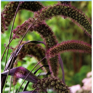 Seedville 25 Red Jewel Millet/ Setaria Italica Flower Seed