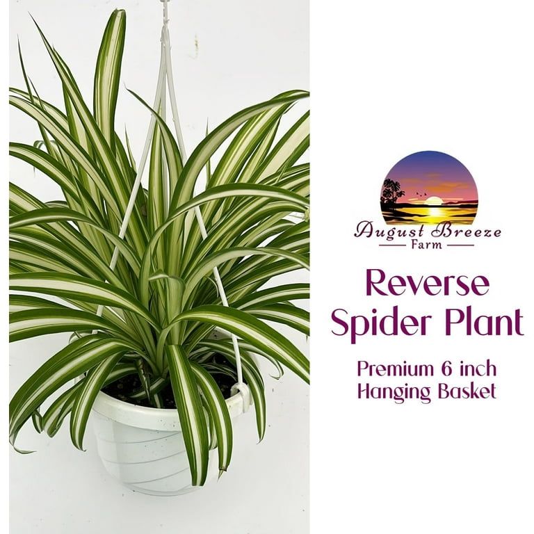 Live Reverse Spider Plants in 6 inch Hanging Basket - Chlorophytum Comosum  Vittatum Herbs Plant for Home & Office Decor, Easy to Grow Air Purifying  Houseplant White & Green Striped Foliage (1) - Walmart.com