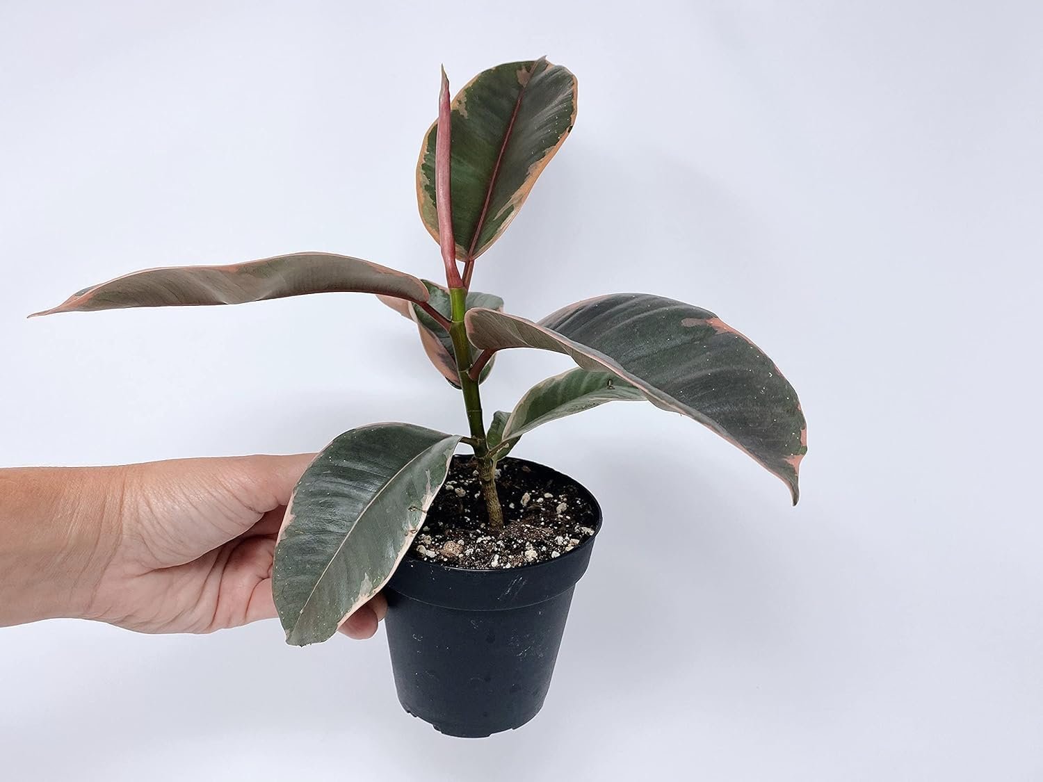 Ruby Ficus Rubber Plant - 2 Live Plants in 2 Inch Pots - Ficus Elastica 'Ruby' - Stunning Easy Care Interior Houseplant