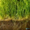 Canton Aquatics, Dwarf Hairgrass Live Carpet Mat, 3 x 5 Inch, Green ...