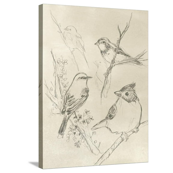 Art.com Vintage Songbird Sketch I Stretched Canvas Print Wall Art by June Erica Vess, 24" x 32"