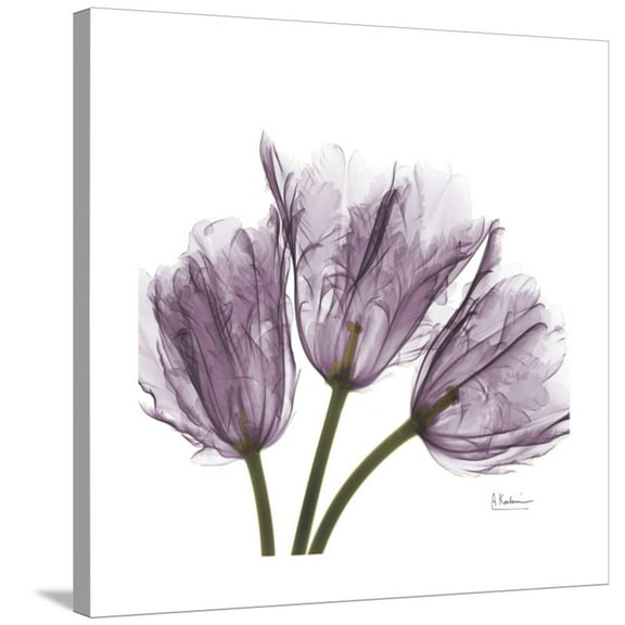Art.com Tulips Lavender Stretched Canvas Print Wall Art by Albert Koetsier, 30" x 30"