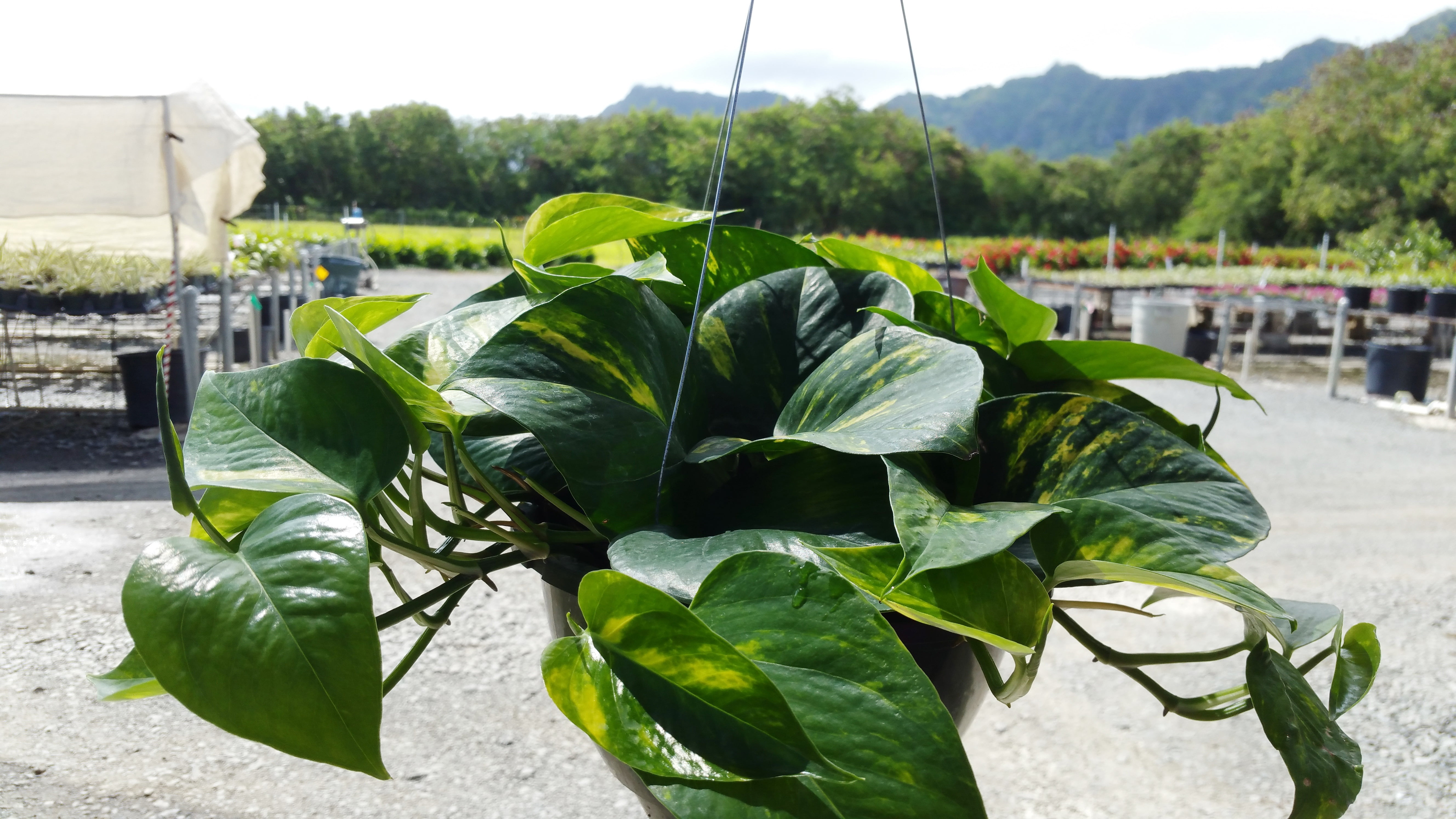Hawaii Live Plants Ki/mi Pothos Golden Hb 8in Walmart