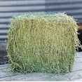 thumbnail image 4 of Standlee Hay Company 1200-20021-0-0 Timothy Bale, 50 lb, Red, 4 of 5