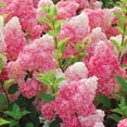 thumbnail image 3 of Strawberry Sundae Hydrangea Live Shrub- 2 Gallon, 3 of 6