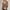 Brown Tops for Women, variant on Olyvenn Women Y2k Vintage Long Sleeve Shirt Crop Tops Slim Fit Lace Trim T-Shirt Harajuku Fairy Aesthetic Tee Tops Streetwear Lace Open Button Blouse Blue 12-14