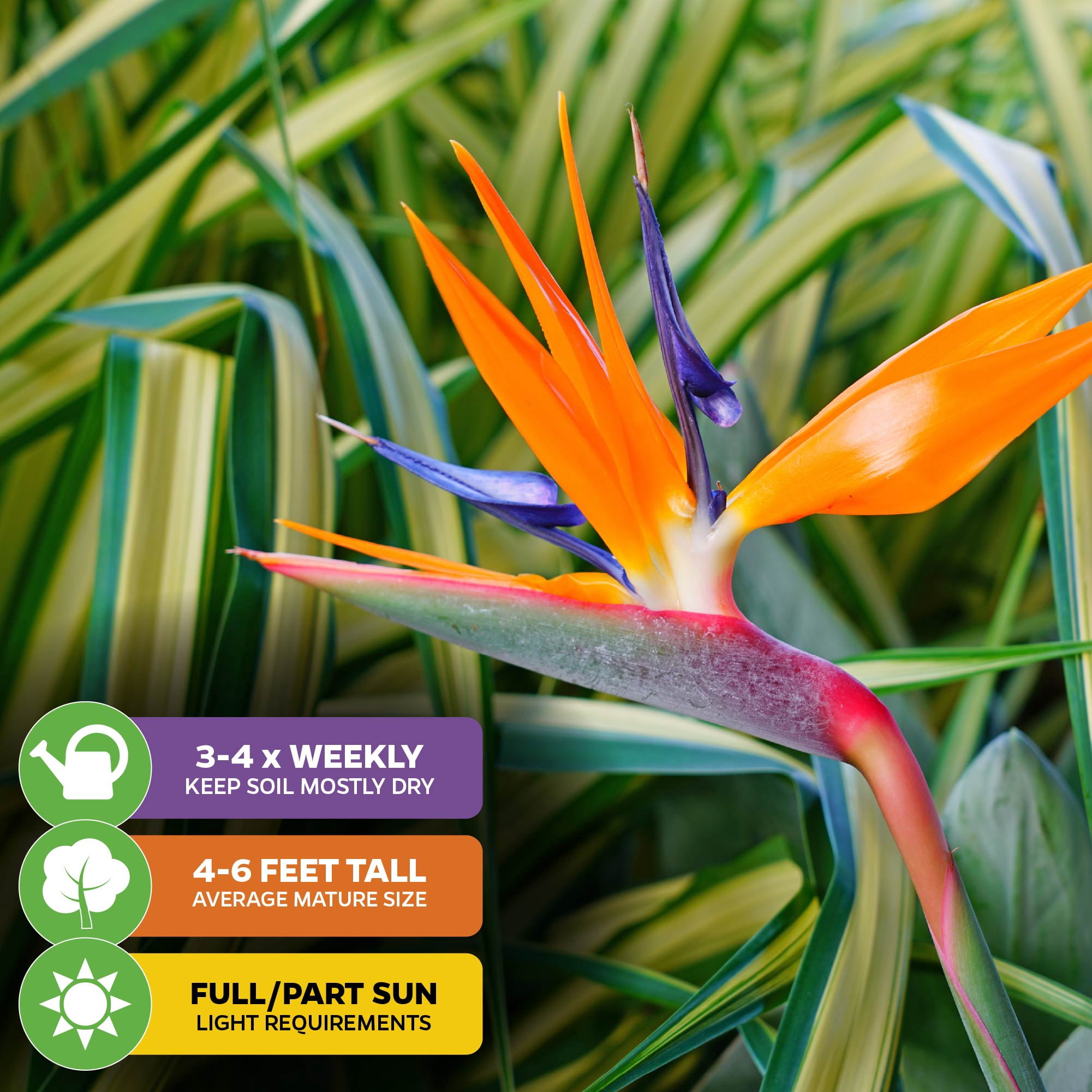 (2-Pack) Orange Bird of Paradise Live Plant - Strelitzia Reginae by Wellspring Gardens - Tropical Flowering Perennial, Exotic Indoor/Outdoor Houseplant, Easy Care, Low Maintenance