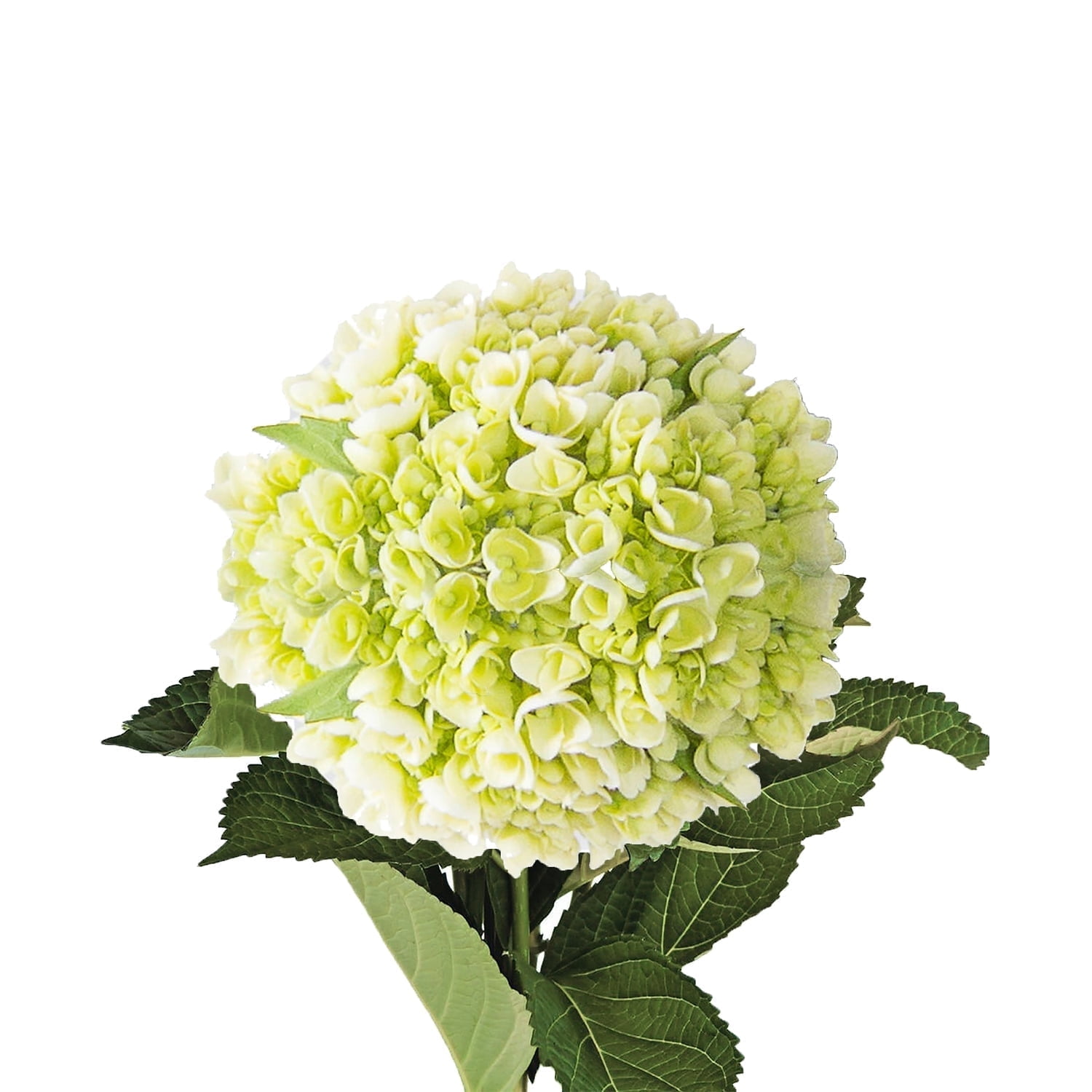 Hydrangeas 40 Stems of Mini Green Farm Direct Fresh Cut Flowers by Bloomingmore
