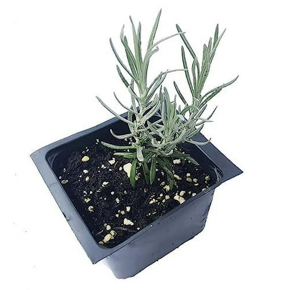 Curry Plant (Helichrysum italicum) 2.5 inch Pot