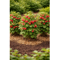 thumbnail image 2 of Red Caroline Raspberry Plants to Grow - Easy to Grow Rooted Plants - Grow Delicious Raspberry Fruits (3 Plants), 2 of 5