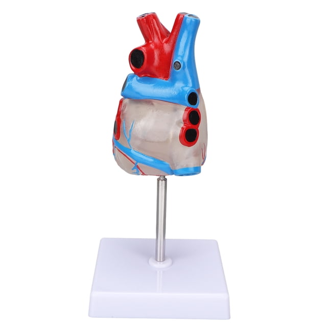 Modelo de corazón diseño transparente humano Modelo de enseñanza de corazón Modelo de corazón Modelo de corazón anatómico para material didáctico médico ANGGREK Otros