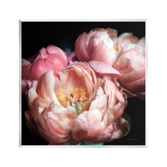 Stupell Industries Blooming Peony Photography Botanical & Floral Photography Unframed Art Print Wall Art, 12 x 12