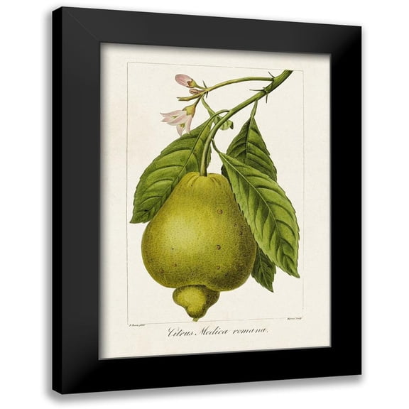 Bessa, Pancrace 11x14 Black Modern Framed Museum Art Print Titled - Antique Citrus Fruit III