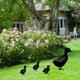 thumbnail image 4 of Decoración de jardín de metal, Pato Patio Arte Jardín Estatuas de metal Decoración de jardín Decoración de césped Camino Acera Jardín Estilo retro europeo (4 piezas) (Negro, Pato), Kuyhfg Bienvenido a Kuyhfg, 4 of 5