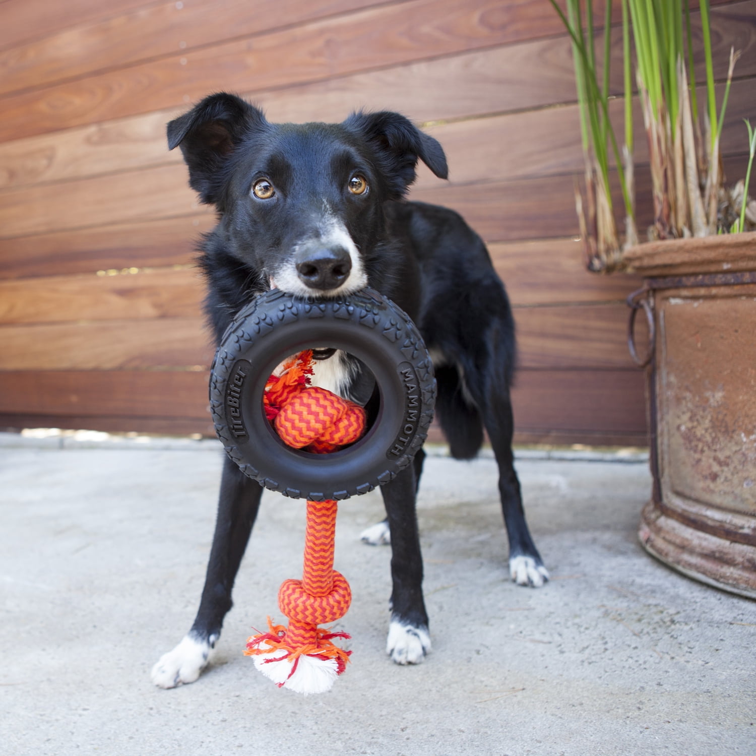 Mammoth TireBiter Advanced Rubber Dog Toy with Cottonblend Assorted Color Rope, Large, 6"