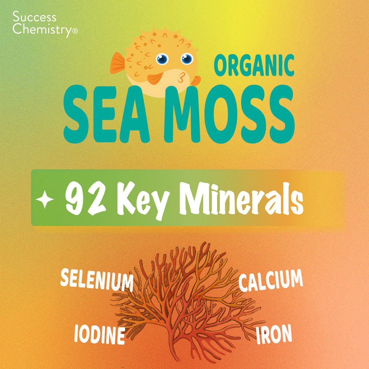 Success Chemistry Organic Irish Sea Moss Supplement Capsules For Super Immune Support with Organic Irish Moss for Adults - 60 Capsules