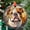 English Bulldog148, variant on Backyard Chickens: Ornament Style Wall or Window Hanging, 2025, Holiday Decoration, Seasonal Keepsake Gift, Unique Collectible, Window Hanging, Home 2025, Holiday Decoration,